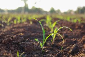 plantar mudas de milho no chão e cultivar plantas econômicas foto