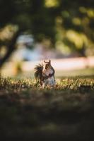 esquilo cinzento no parque foto