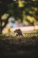 esquilo cinzento no parque foto