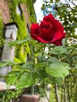 rosas no jardim foto