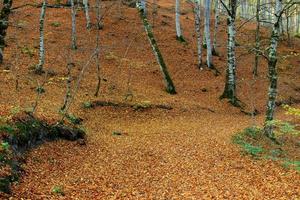 floresta em yedigoller foto