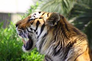 tigre em Istambul foto