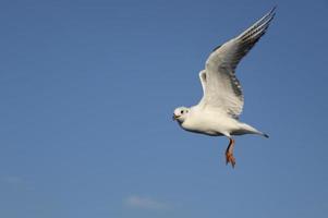 gaivota em Istambul foto