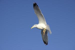 gaivota em Istambul foto