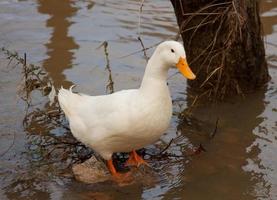 pato no zoológico foto