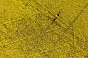Vista aérea de campos de colheita de estupro amarelo com trator foto