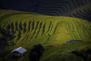 terraço de arroz no Vietnã