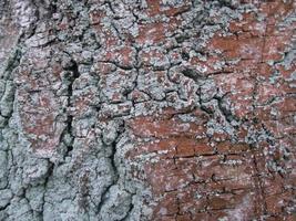 a casca de uma árvore no musgo. textura. fechar-se foto