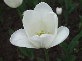 tulipa branca. Flor da Primavera. fechar-se foto