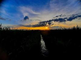 foto do sol da manhã nos campos