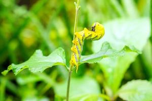 lagartas amarelas closeup nos galhos em pé aterrorizam a abordagem inimiga com fundo de folha verde embaçada. foto