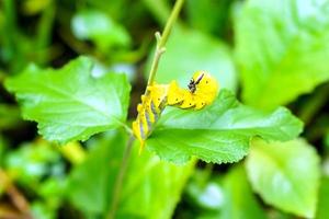 lagartas amarelas nos galhos em pé aterrorizam a abordagem inimiga com fundo de folha verde embaçada. foto