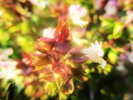 folhagem deixa frutas e flores foto