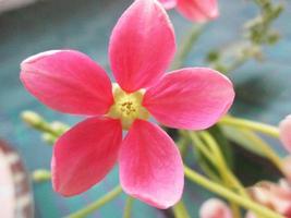 folhagem deixa frutas e flores foto