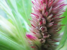 folhagem deixa frutas e flores foto