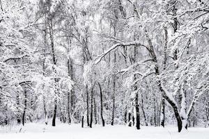 bosque de bétulas na floresta nevada em dia de inverno nublado foto