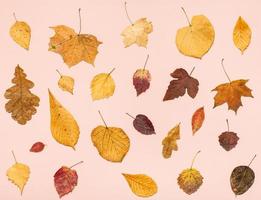 muitas folhas secas de outono caídas em papel rosa foto