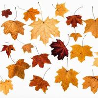 colagem de folhas de outono de bordo em branco foto