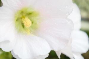 lindas flores de malva branca decoram no jardim foto