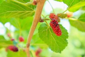frutas frescas de amora vermelha no galho de árvore foto
