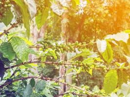 grãos de café frescos na árvore de plantas de café foto