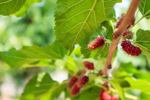 frutas frescas de amora vermelha no galho de árvore foto