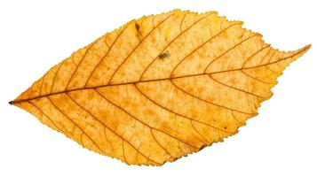folha de outono amarela da planta parthenocissus foto