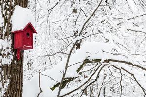 casa de passarinho de madeira vermelha na floresta de inverno foto