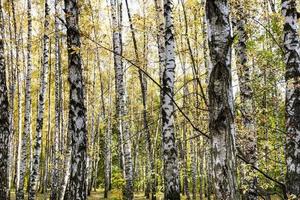 bosque de bétulas no parque da cidade em dia de outono foto