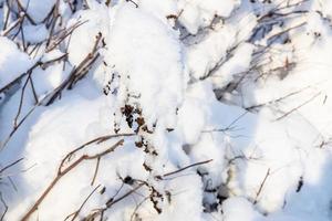 galho de cobertura de neve close-up no inverno foto