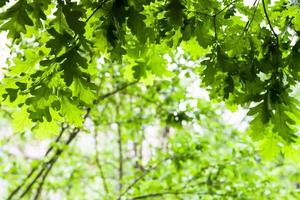 folhas verdes de carvalho na floresta no verão foto