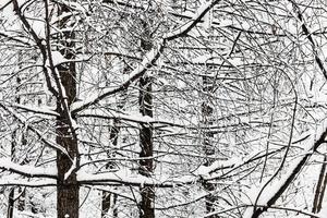 galhos de lariço entrelaçados cobertos de neve foto