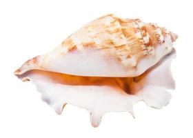 concha vazia de molusco do mar isolado no branco foto