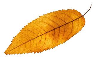 folha amarela de outono de freixo isolada foto