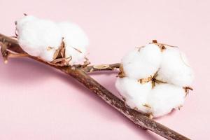 ramo de planta de algodão com cápsulas maduras em rosa foto