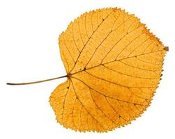 folha seca de outono de tília isolada foto