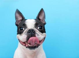 focinho engraçado de um cão boston terrier com um sorriso alegre sobre um fundo azul no estúdio. o conceito de ano novo e natal. foto