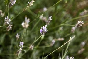 flores de lavanda no campo foto