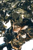 gato na árvore foto