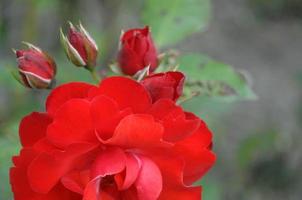 rosas no horário de verão foto