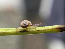 caracol no galho de flores, de manhã com fundo branco, macro fotografia, close-up extremo foto