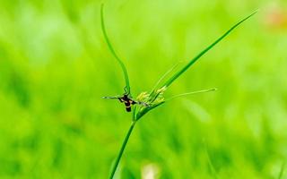 inseto empoleirado na folha verde foto