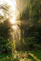 feixes de luz solar quente fluindo através da floresta árvores floresta foto