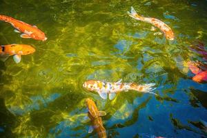 peixes koi nadam lagoas artificiais com um belo fundo na lagoa clara. peixes decorativos coloridos flutuam em uma lagoa artificial, vista de cima foto