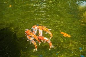 peixes koi nadam lagoas artificiais com um belo fundo na lagoa clara. peixes decorativos coloridos flutuam em uma lagoa artificial, vista de cima