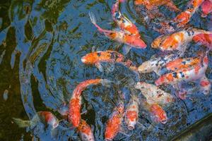 peixes koi nadam lagoas artificiais com um belo fundo na lagoa clara. peixes decorativos coloridos flutuam em uma lagoa artificial, vista de cima foto