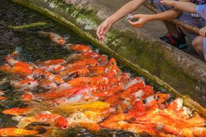 peixes koi nadam lagoas artificiais com um belo fundo na lagoa clara. peixes decorativos coloridos flutuam em uma lagoa artificial, vista de cima foto