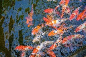 peixes koi nadam lagoas artificiais com um belo fundo na lagoa clara. peixes decorativos coloridos flutuam em uma lagoa artificial, vista de cima