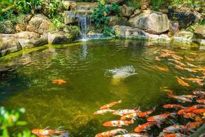 cachoeiras do jardim japonês. lagoa de carpas tropical verde exuberante com cachoeira de cada lado. um jardim verdejante com cascata descendo as pedras rochosas. zen e fundo pacífico. foto