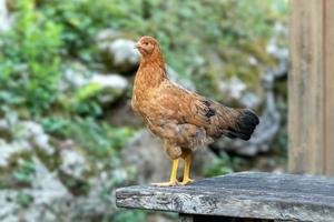 galinhas ao ar livre em uma fazenda alemã no verão foto